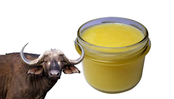 Buffalo Ghee Suppliers