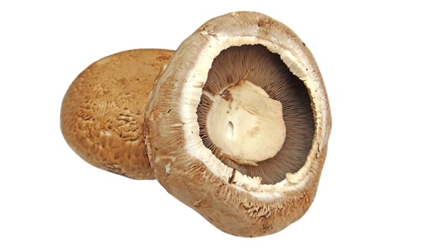 Portobello Mushroom Suppliers in Panaji