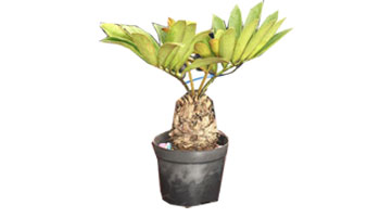 Zamia Plants Suppliers