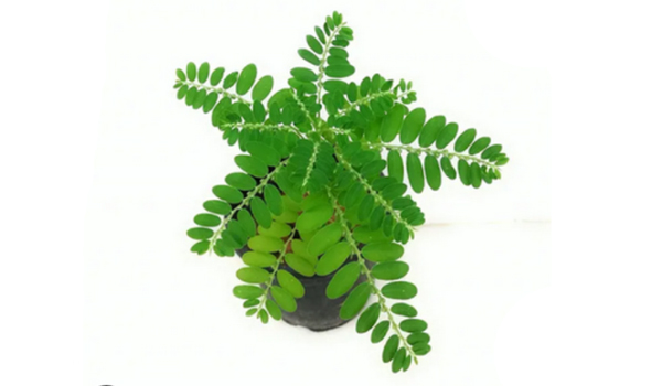 Phyllanthus Amarus Suppliers