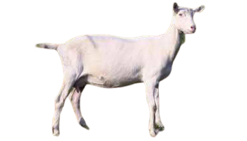 Saanen Goat Suppliers