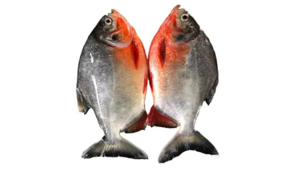 Chinese Pomfret Suppliers