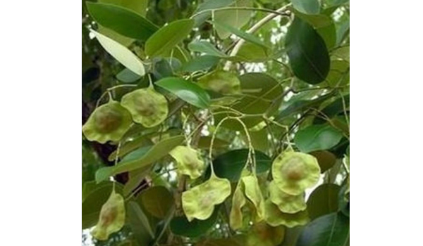 Pterocarpus Marsupium Suppliers