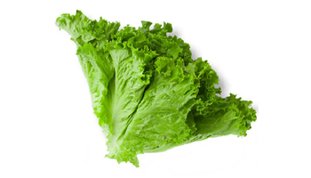 Lettuce Suppliers in Nawapur