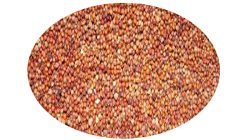 Ragi Suppliers