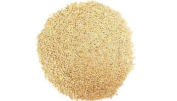 Bajra (Pearl Millet) Suppliers