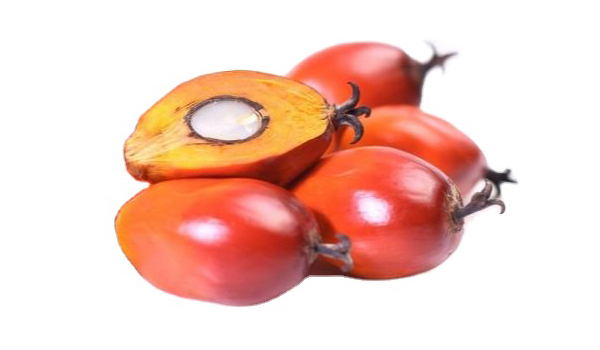 Palm Nuts Suppliers