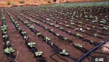 Drip Irrigation Systems Suppliers in Egypt