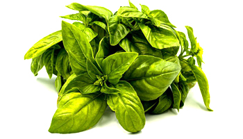 Basil Leaves Suppliers in Kozhikode