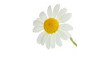 Chamomile Flower Suppliers