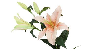 Lily Flower Suppliers