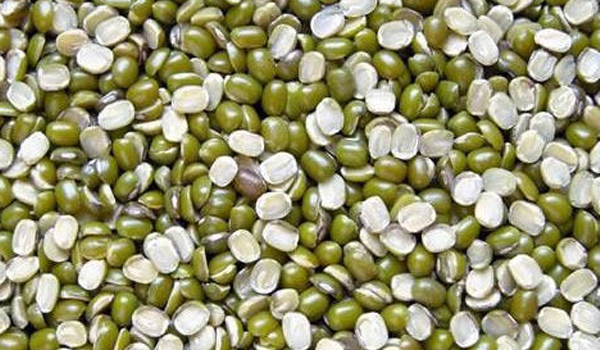 Moong Dal Chilka Suppliers