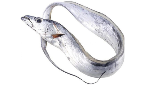 Ribbon Fish Suppliers