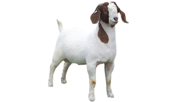 Sirohi Goat Suppliers