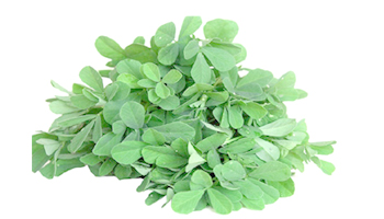 Fenugreek Leaf Suppliers