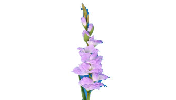 Gladiolus Flower Suppliers