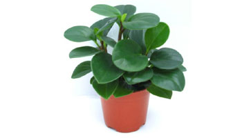 Peperomia Plants Suppliers