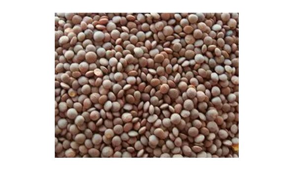 Sabut Masoor Dal Suppliers