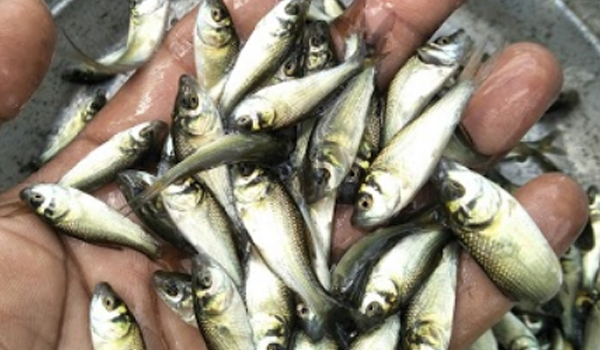 Fish Seeds Suppliers