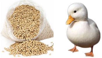 Duck Feed Suppliers