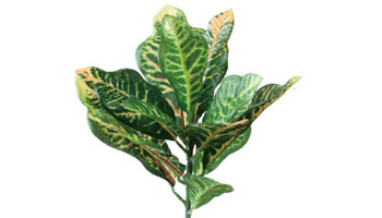 Croton Plants Suppliers