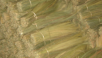 Broom Grass Suppliers in Aizawl