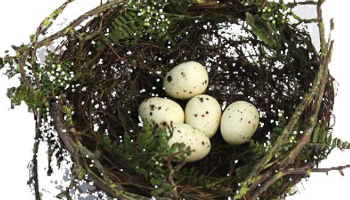 Bird Eggs Suppliers