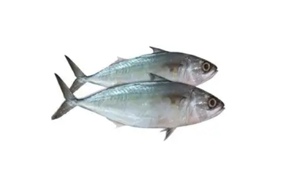 Seer Fish Suppliers