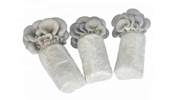 Mushroom Spawn Or Seeds Suppliers in Bhubaneswar