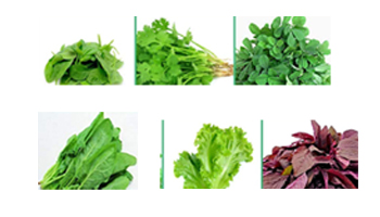 Leaf Vegetables Suppliers in Guntur