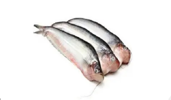 Pabda Fish Suppliers