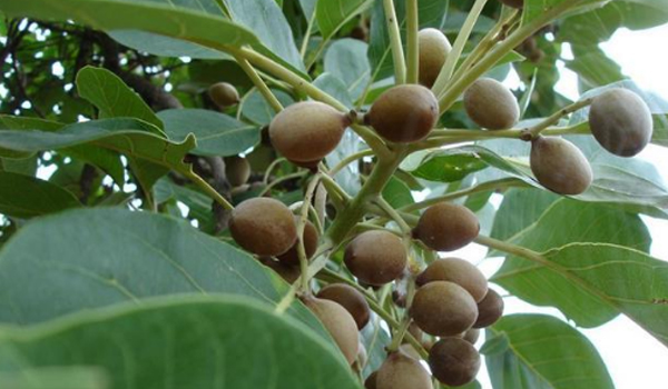 Terminalia Bellirica Suppliers