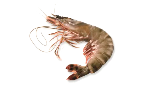 Black Tiger Prawns Suppliers in Nigeria