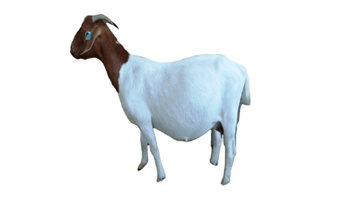 Pet Goat Suppliers