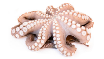 Frozen Octopus Suppliers