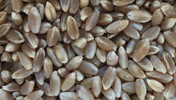 Black Wheat Suppliers