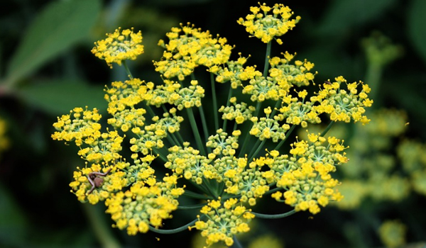 Fennel Herb Suppliers