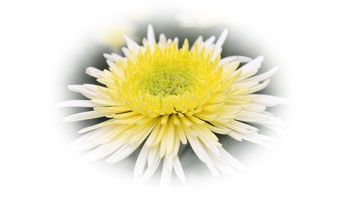 Chrysanthemum Flowers Suppliers