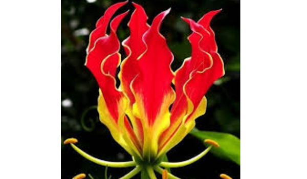 Gloriosa Superba Suppliers