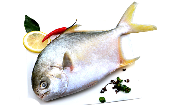 Frozen Pomfret Suppliers