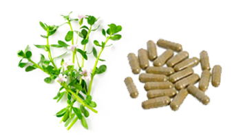 Brahmi Capsules Suppliers