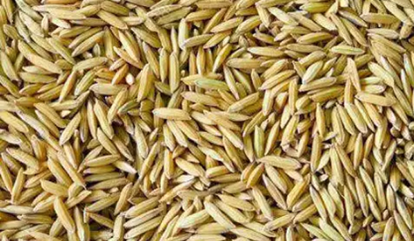 Paddy Rice Suppliers in Firozabad