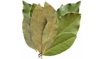 Bay Leaf Suppliers in Madurai