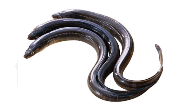 Freshwater Eels Suppliers