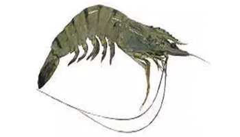 Tiger Prawns Suppliers in Nigeria