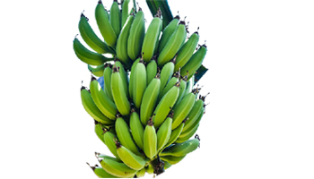 Green Banana Suppliers