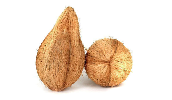 Pollachi Coconut Suppliers