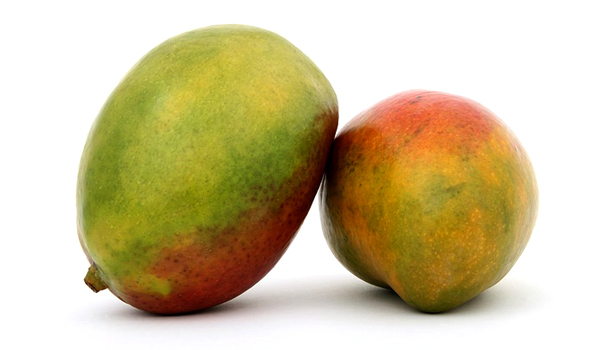 Mangoes Suppliers in Sanand