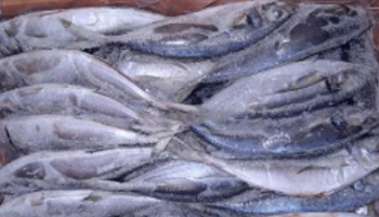 Frozen Fishes Suppliers