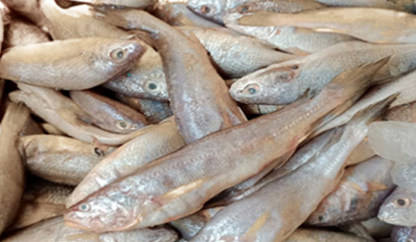 Ghol Fish Suppliers